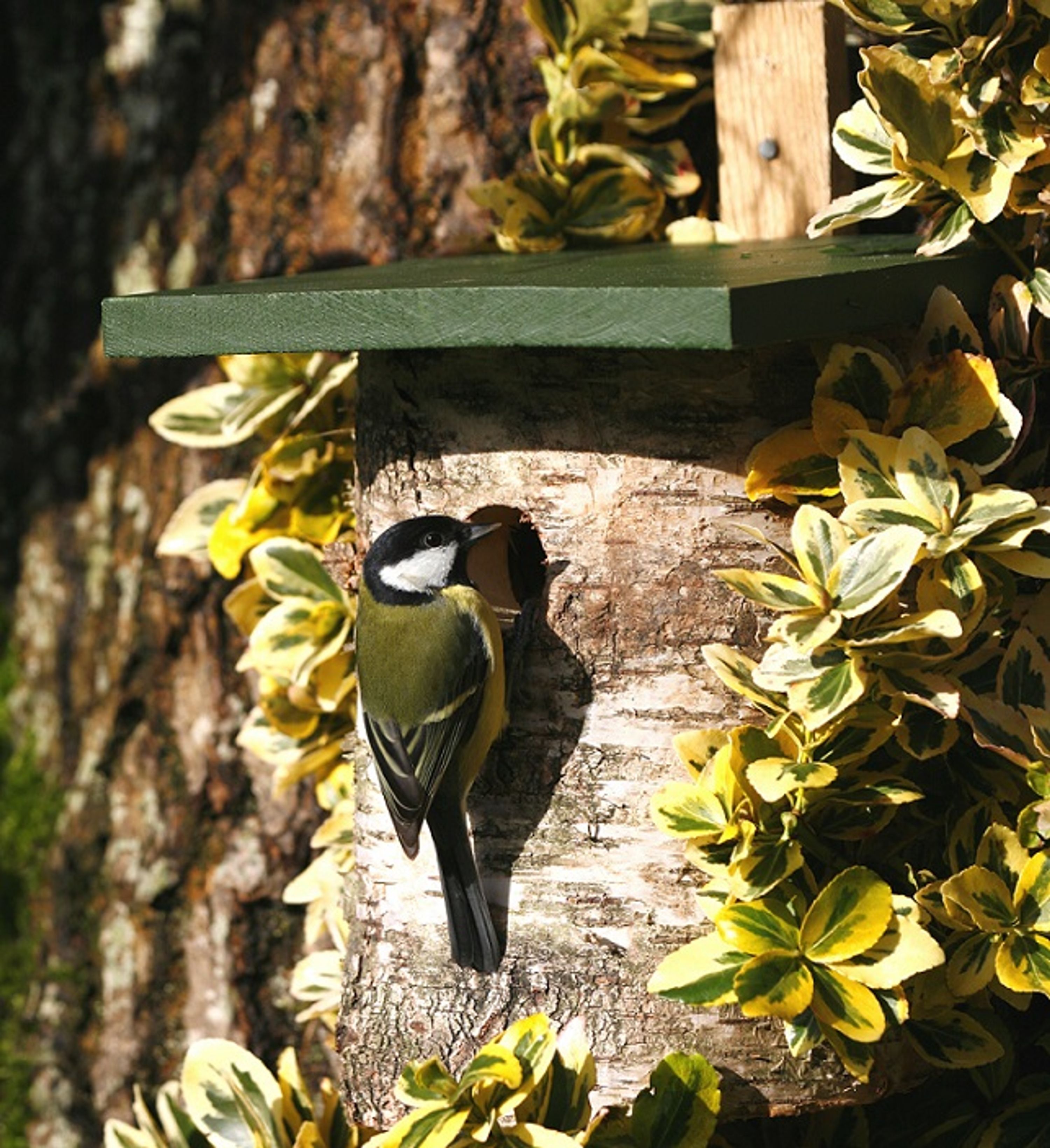 Birken-Nistkasten 32 mm | Vogelhaus Birkenholz | CJ Wildlife