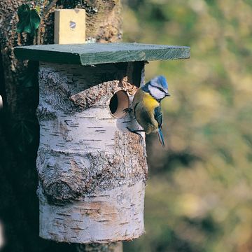 National Trust 32mm Nest Box Birch Log