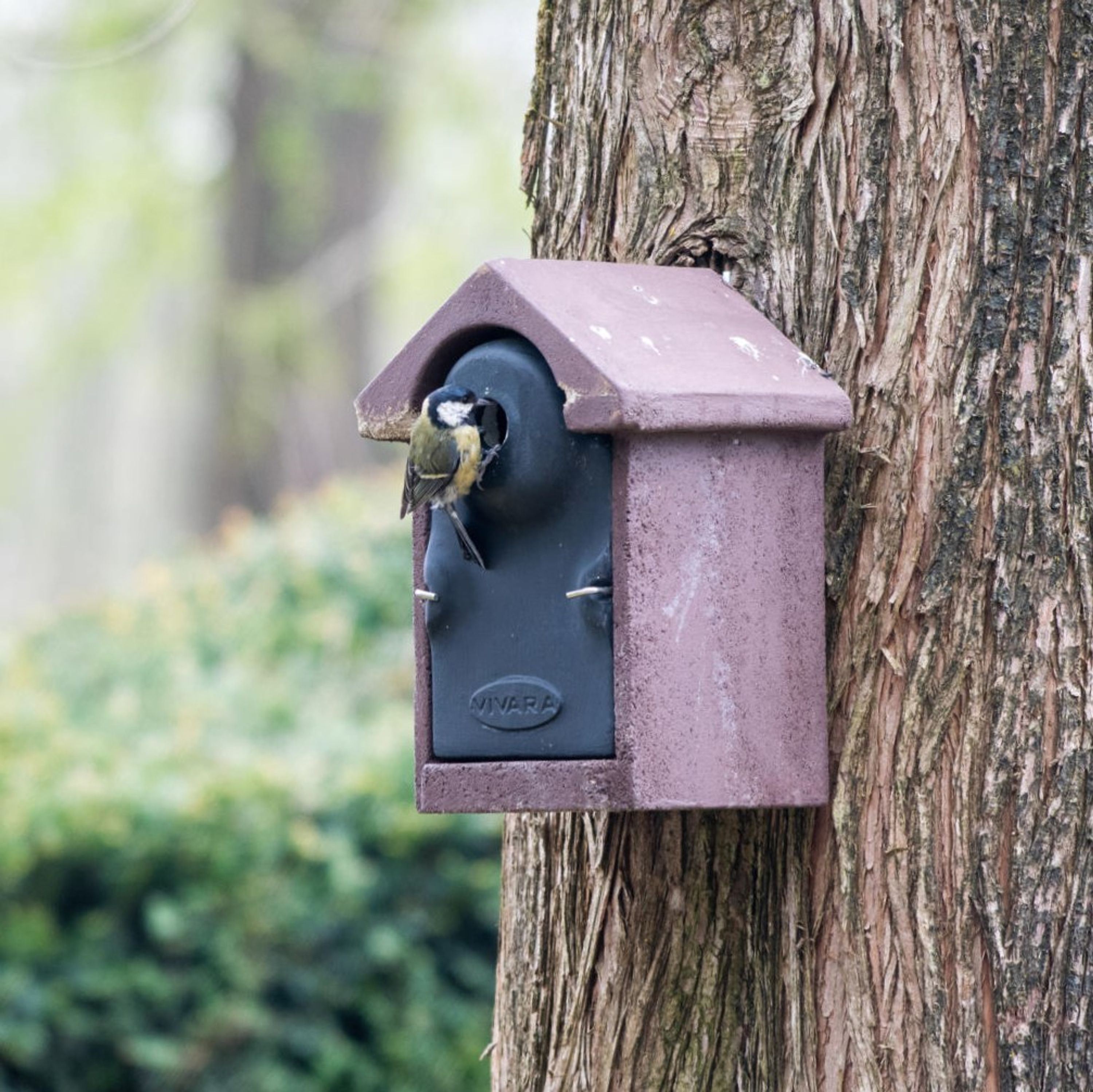 Nistkasten Bilbao WoodStone 32 mm Braun | Vogelhaus Holzbeton | CJ Wildlife