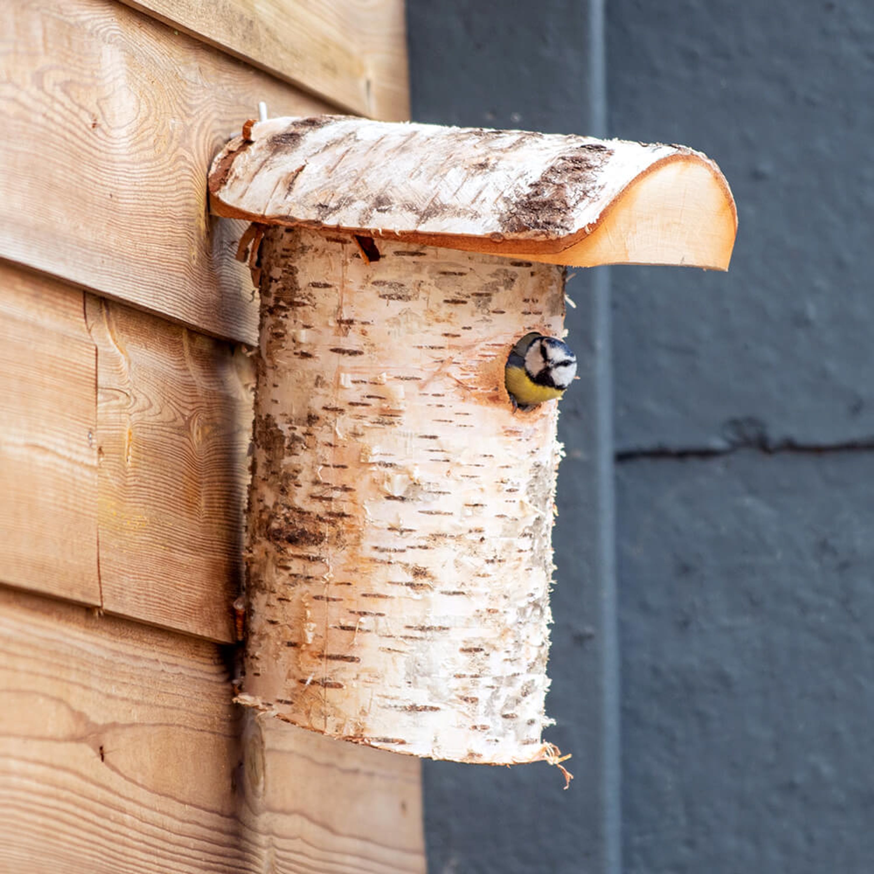 Nistkasten „Stockholm“ 32 mm | Vogelhaus Birkenholz | CJ Wildlife