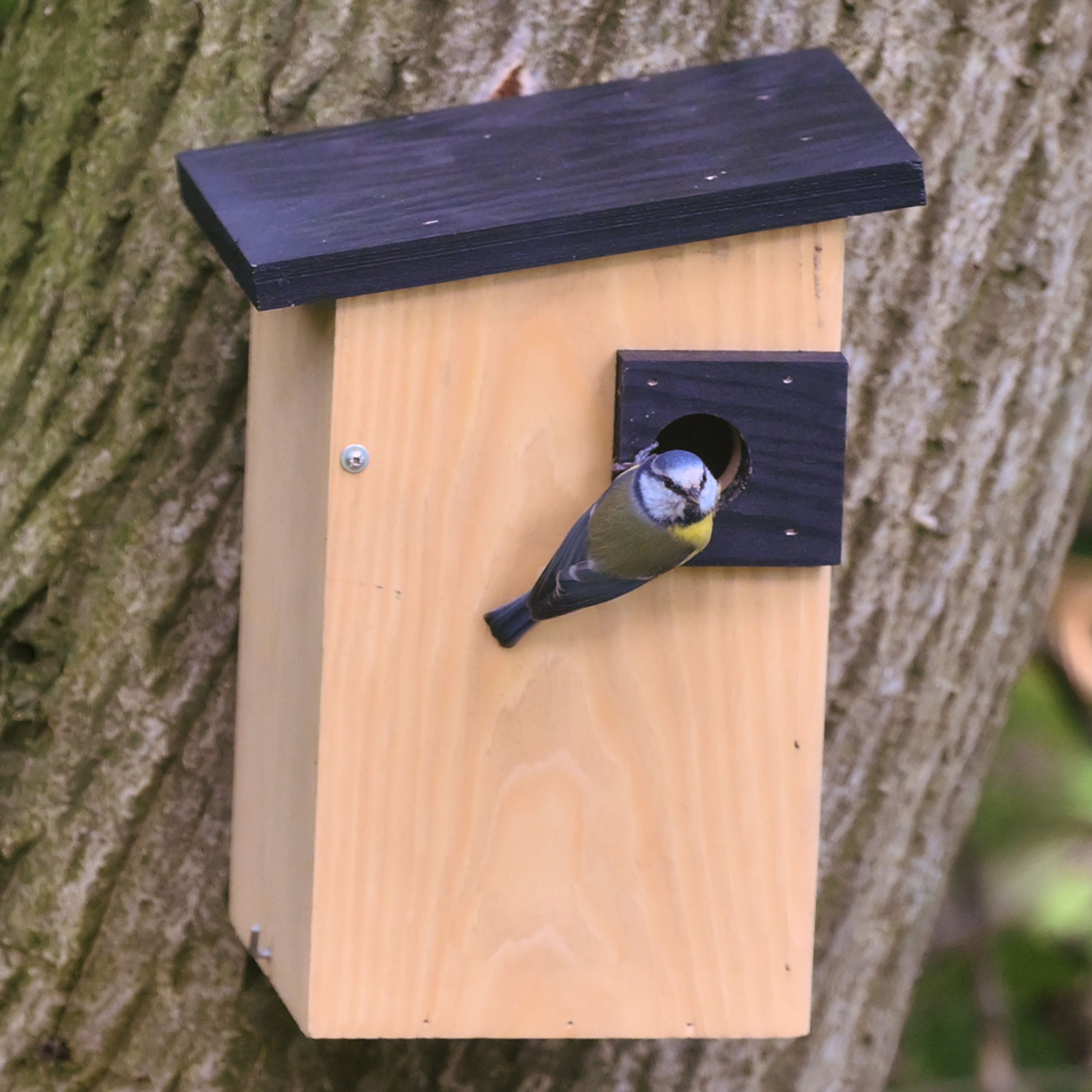 Meilleurs prix pour Nichoir Alura - Ignia - Naturel 32mm | CJ Wildlife