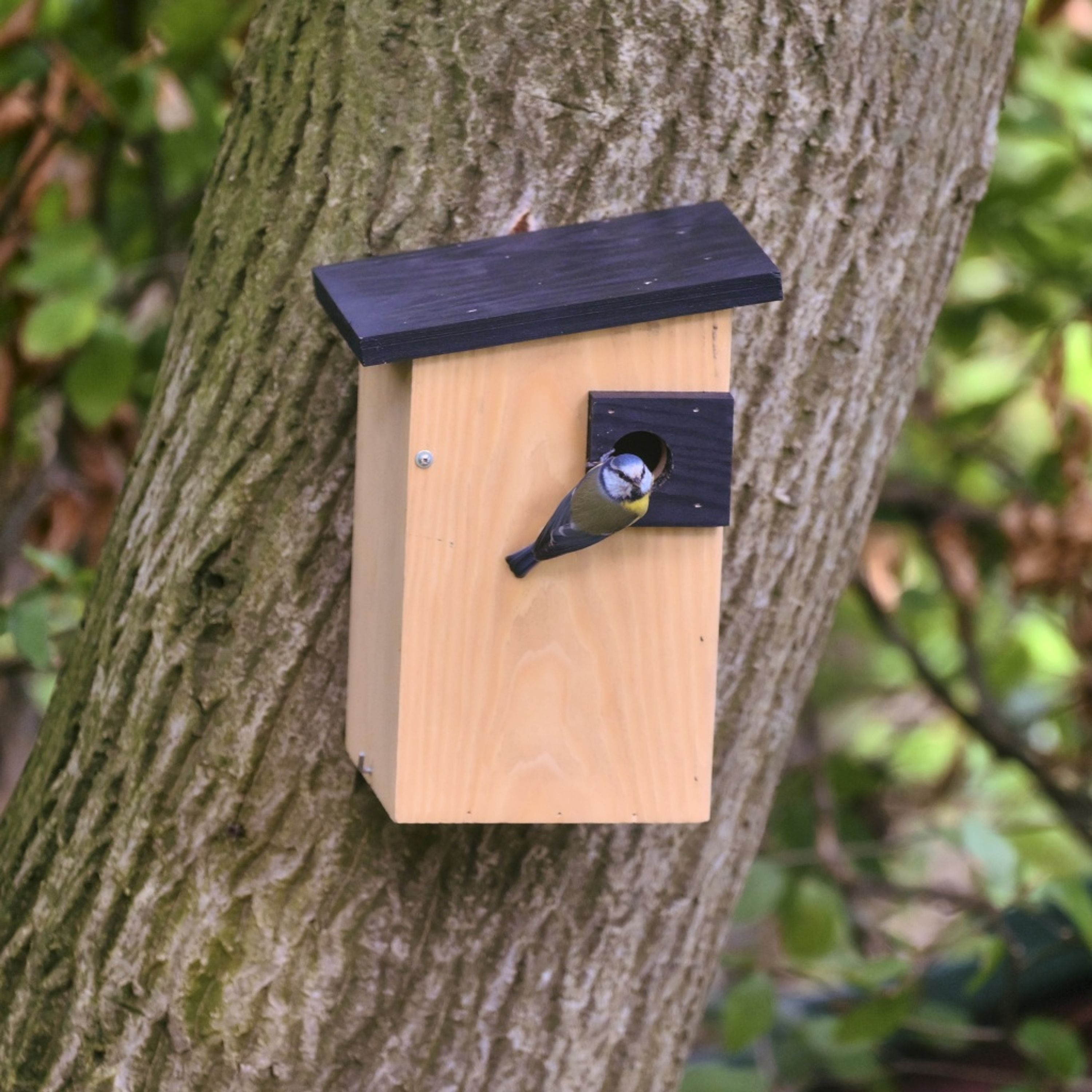 Meilleurs prix pour Nichoir Alura - Ignia - Naturel 32mm | CJ Wildlife