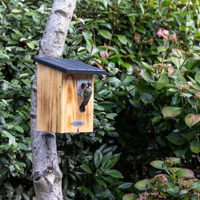 Nistkasten Beaumont 32 mm mit Räuberschutz