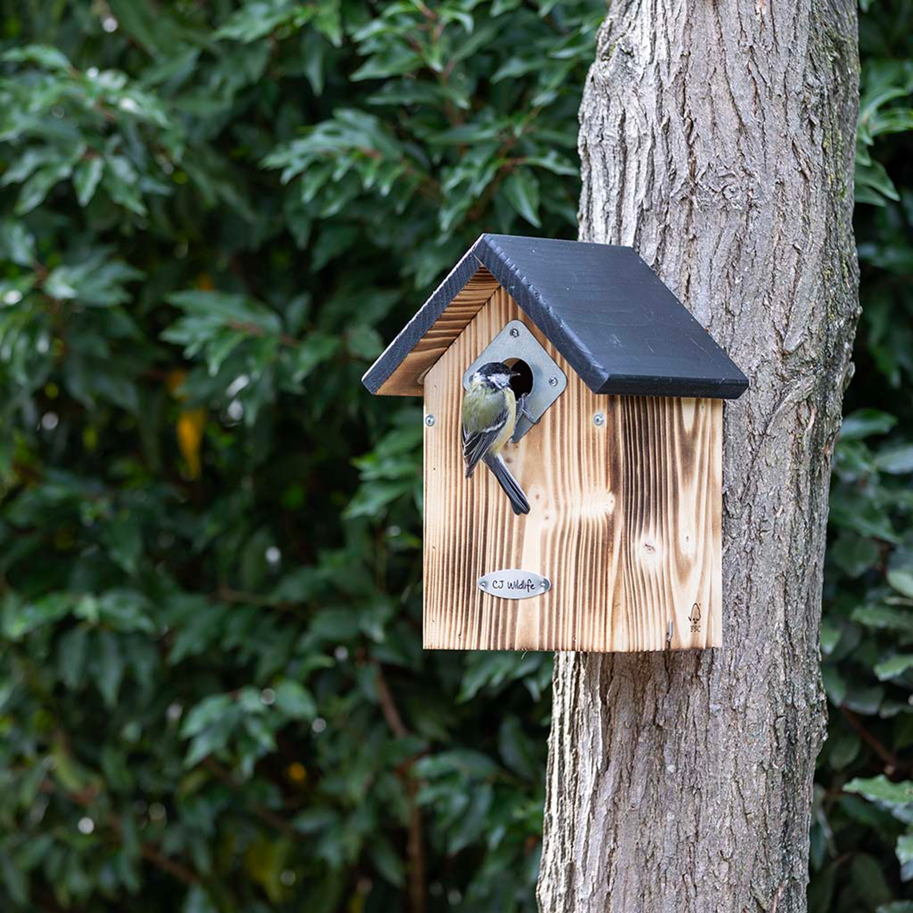 Meilleurs prix pour Protector - Nichoir Bandera 34mm | CJ Wildlife