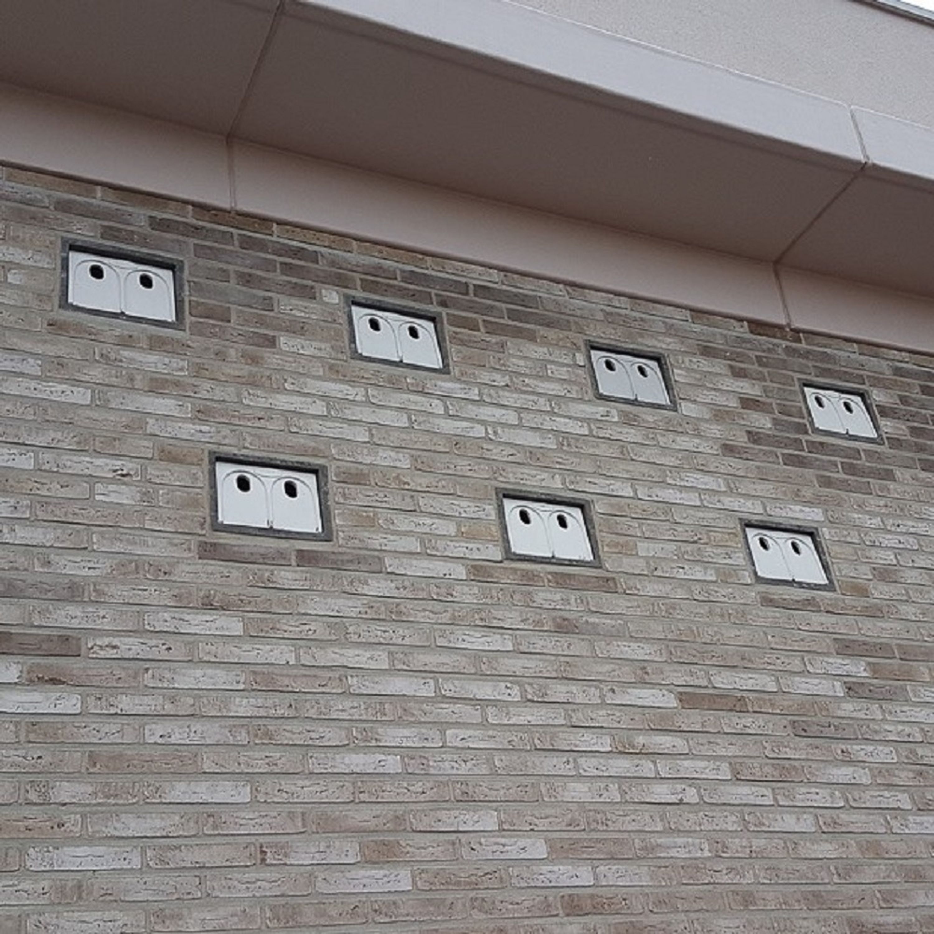 Einbau-Nistkasten „Estella“ WoodStone Haussperling | Spezial-Nistkästen | CJ Wildlife