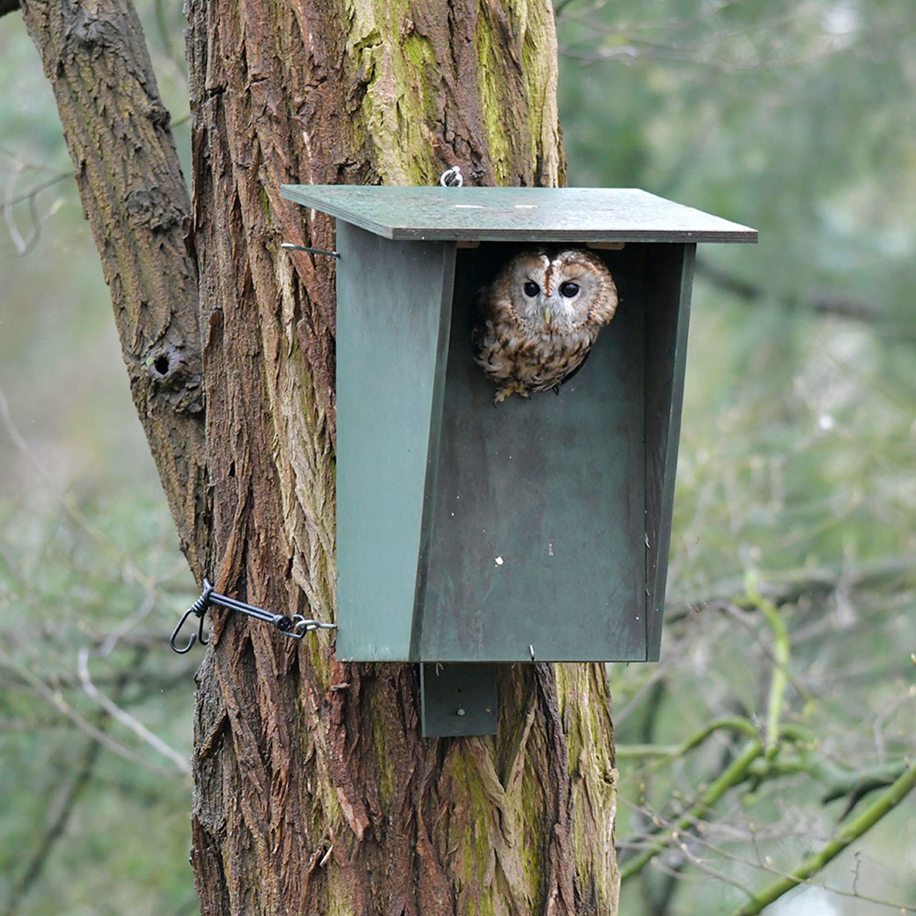 Comparer les prix de Nichoir en éco plaque pour chouette hulotte | Nichoir Chouette | Nichoir Oiseaux | Vivara