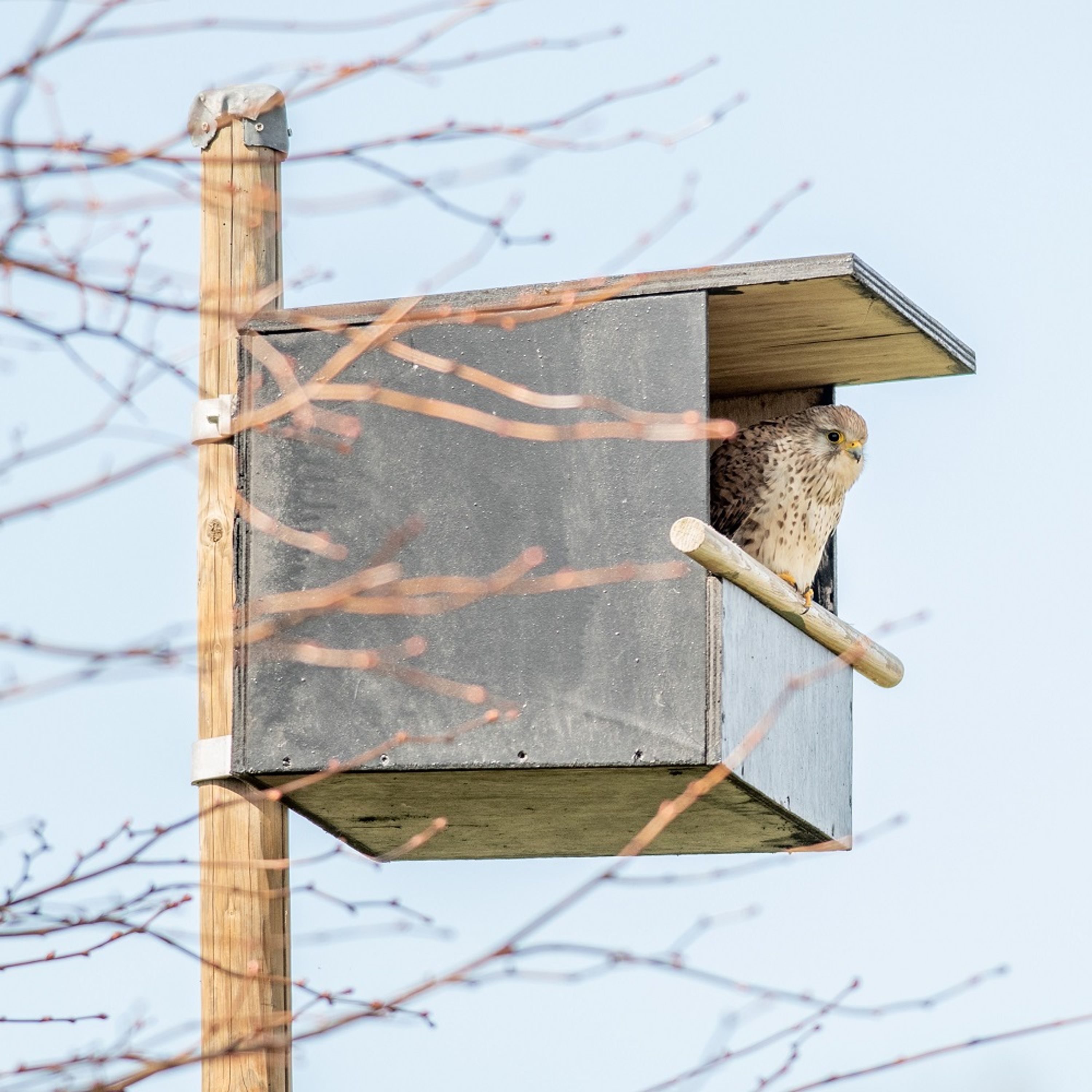 Nistkasten Turmfalke | Spezial-Nistkästen | CJ Wildlife