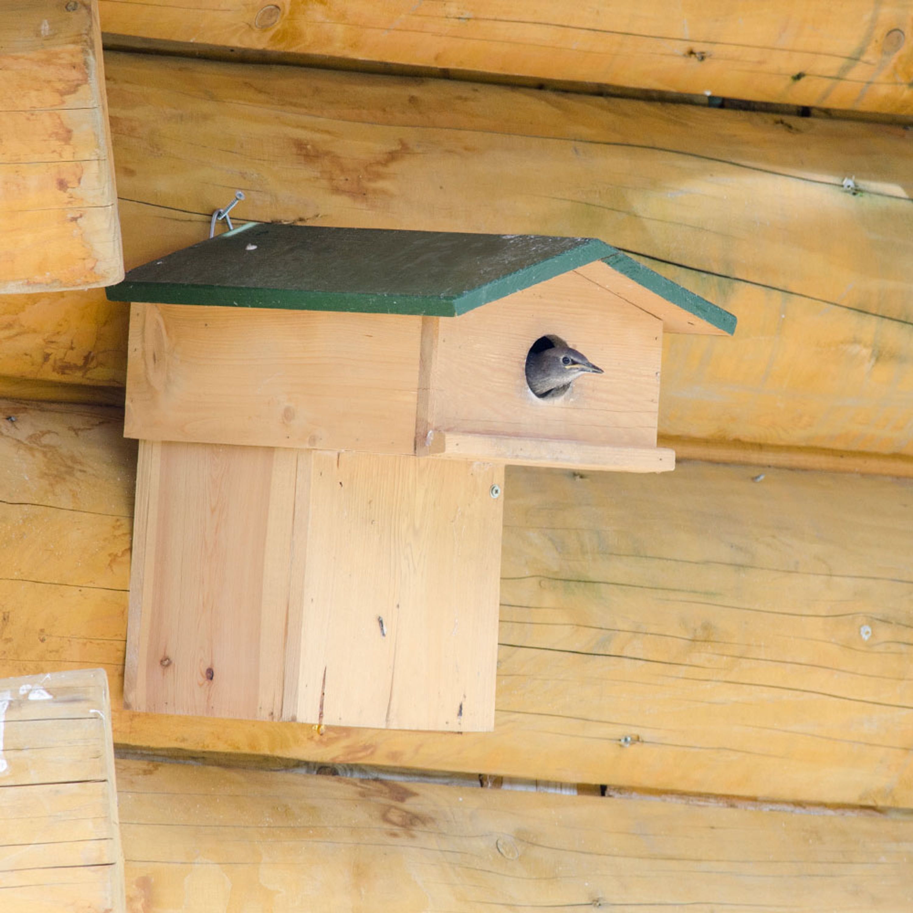 Nestkast Spreeuw met balkon 45 mm | Speciale nestkasten | CJ Wildlife