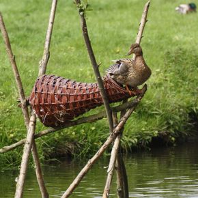 Duck Basket 