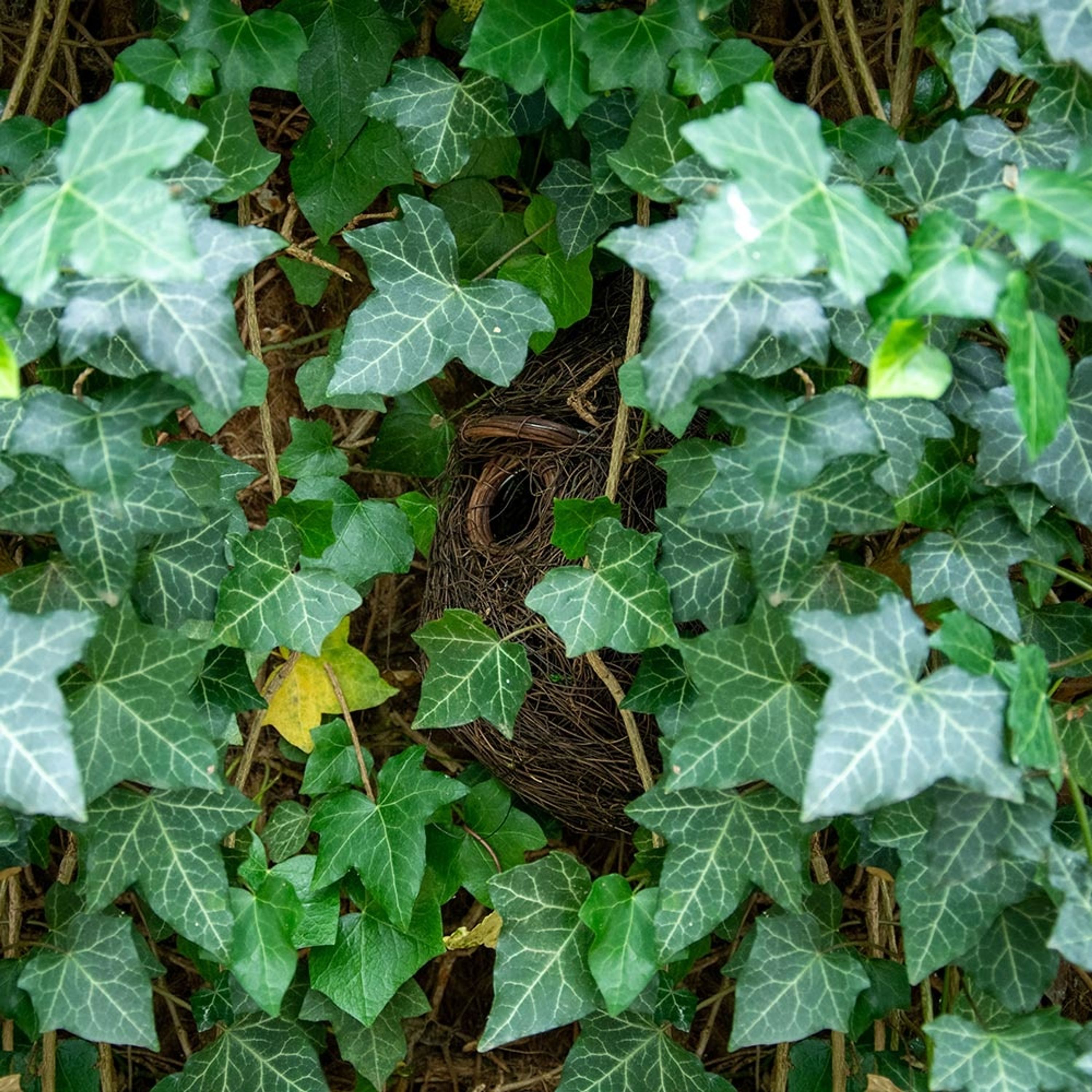 Unterschlupf für Vögel „Funchal“ 32 mm  | CJ Wildlife