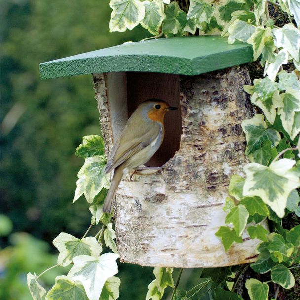 National Trust Open Nest Box Birch Log