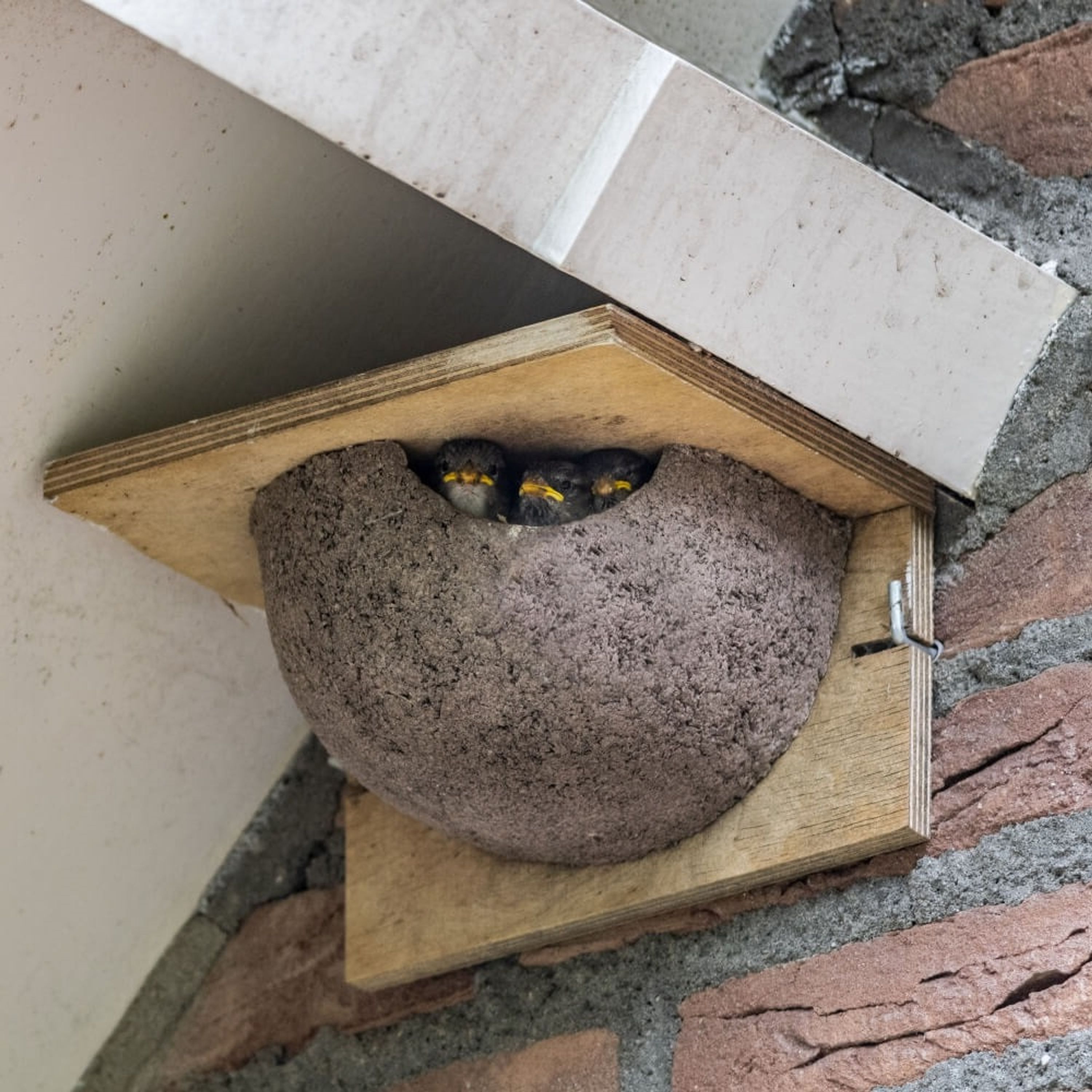 Kunstnistkasten Mehlschwalbe einzeln (Eingang rechts) | Vogelhaus Holzbeton | CJ Wildlife