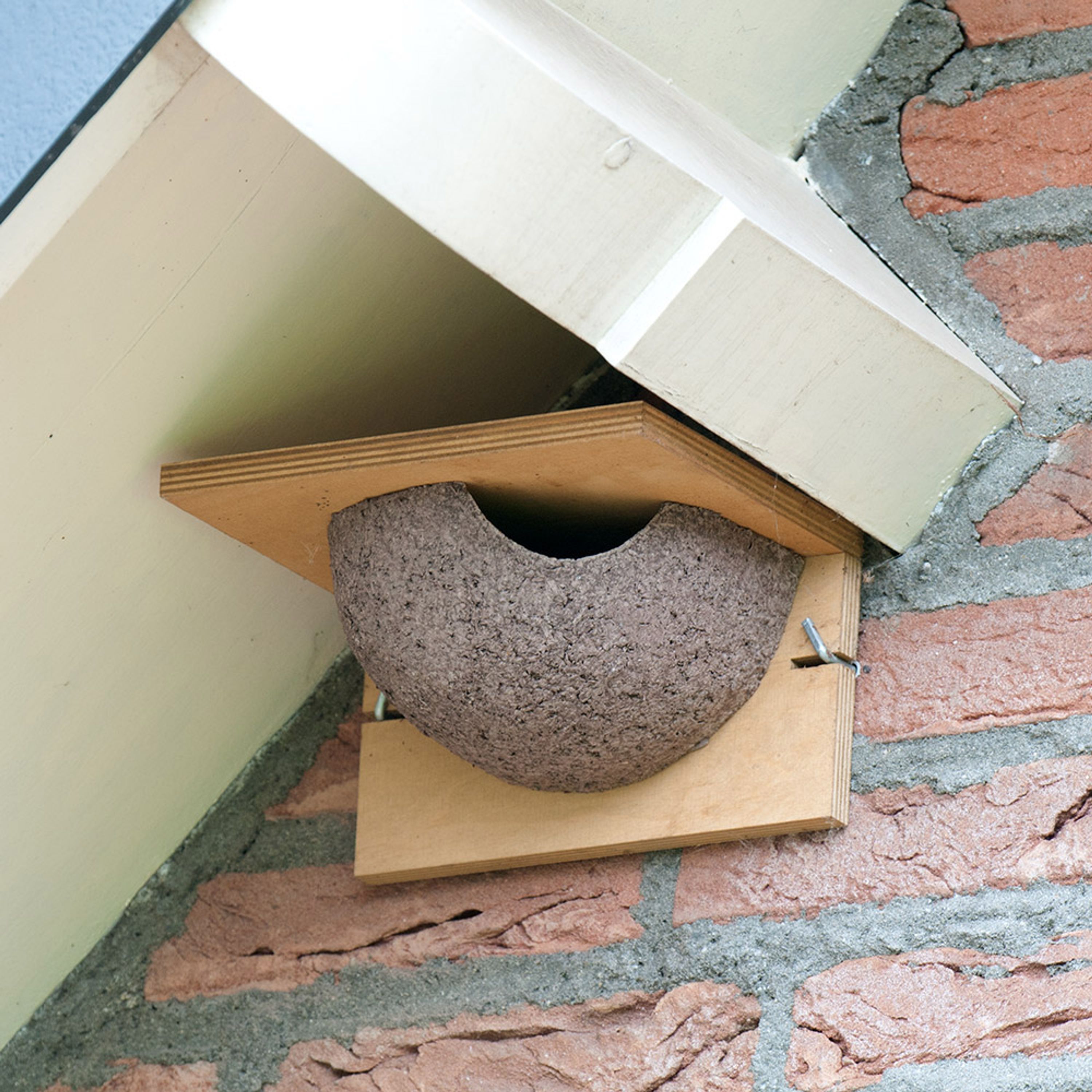 House Martin Nest Box Cup Plywood - Right