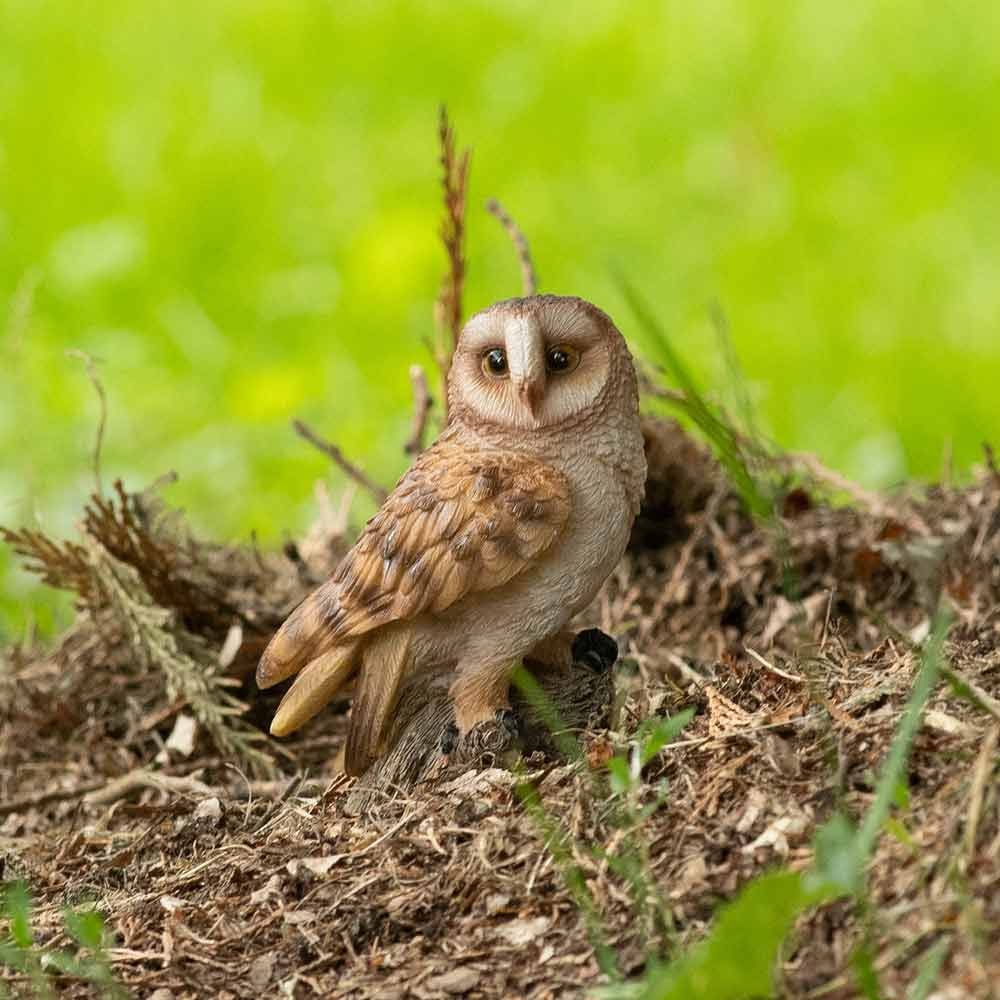 Birds Little Barn Owl ブラウン 0432 Mini Barn Owl Polystone for sale | CJ Wildlife