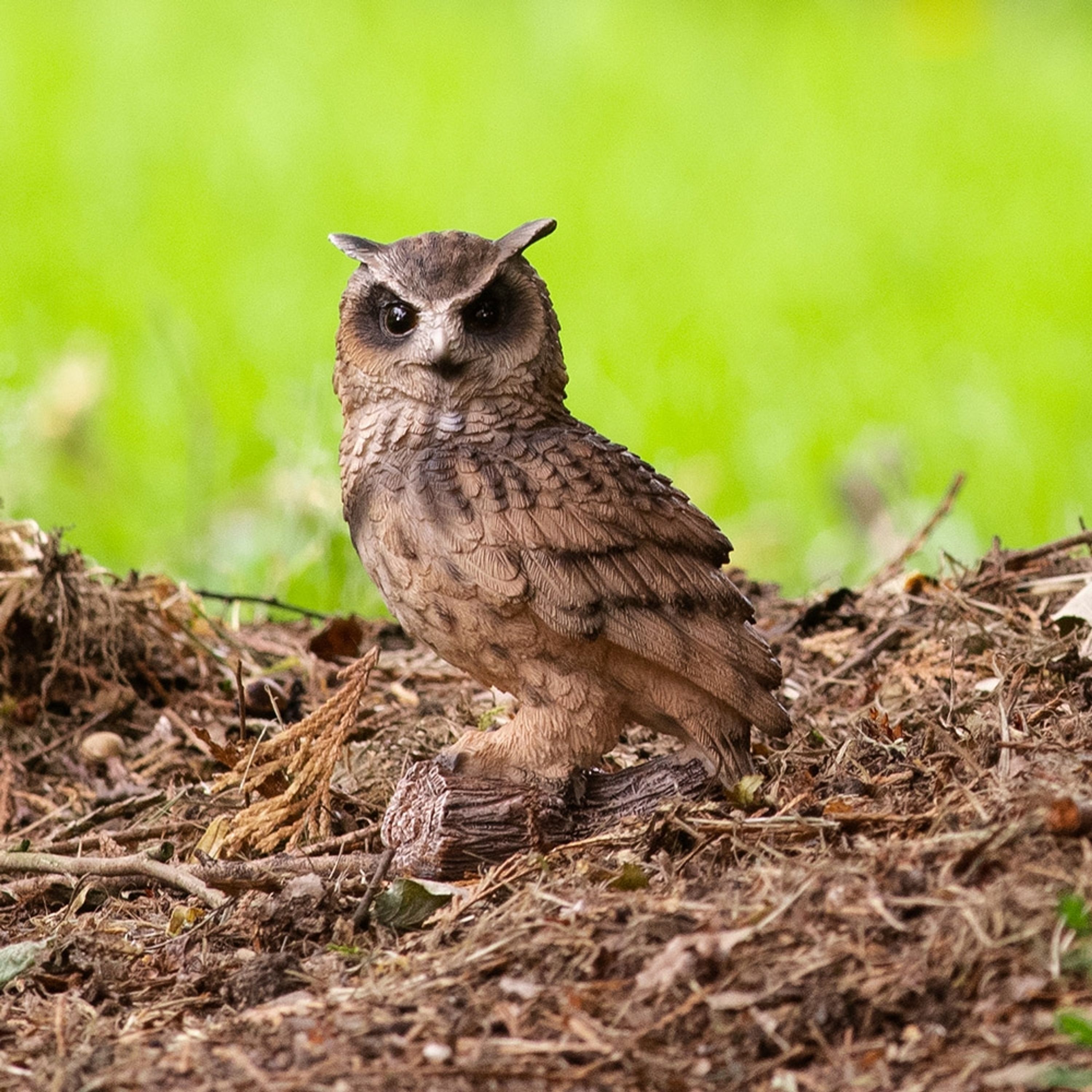 Comparer les prix de Mini grand-duc (Polystone) | HotAnt