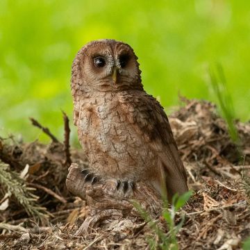 Mini Tawny Owl Polystone