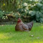 Huhn auf Eiern (Polystone)