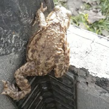 Frosch und Kroete Treppe