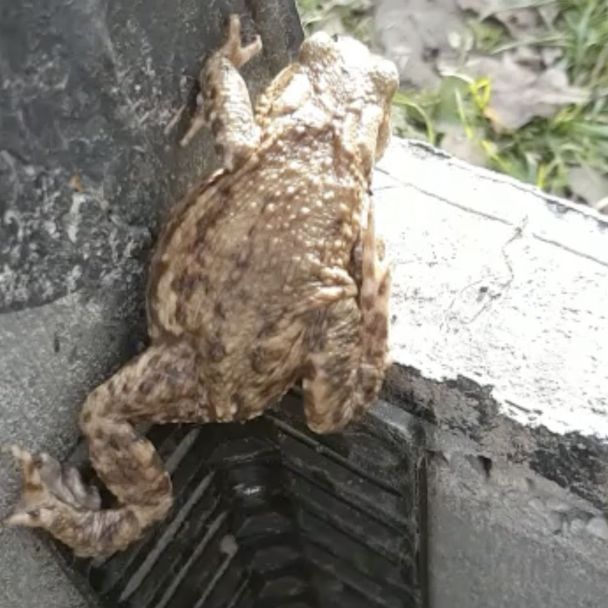 Frog & Toad Staircase - Amphibian Ladder