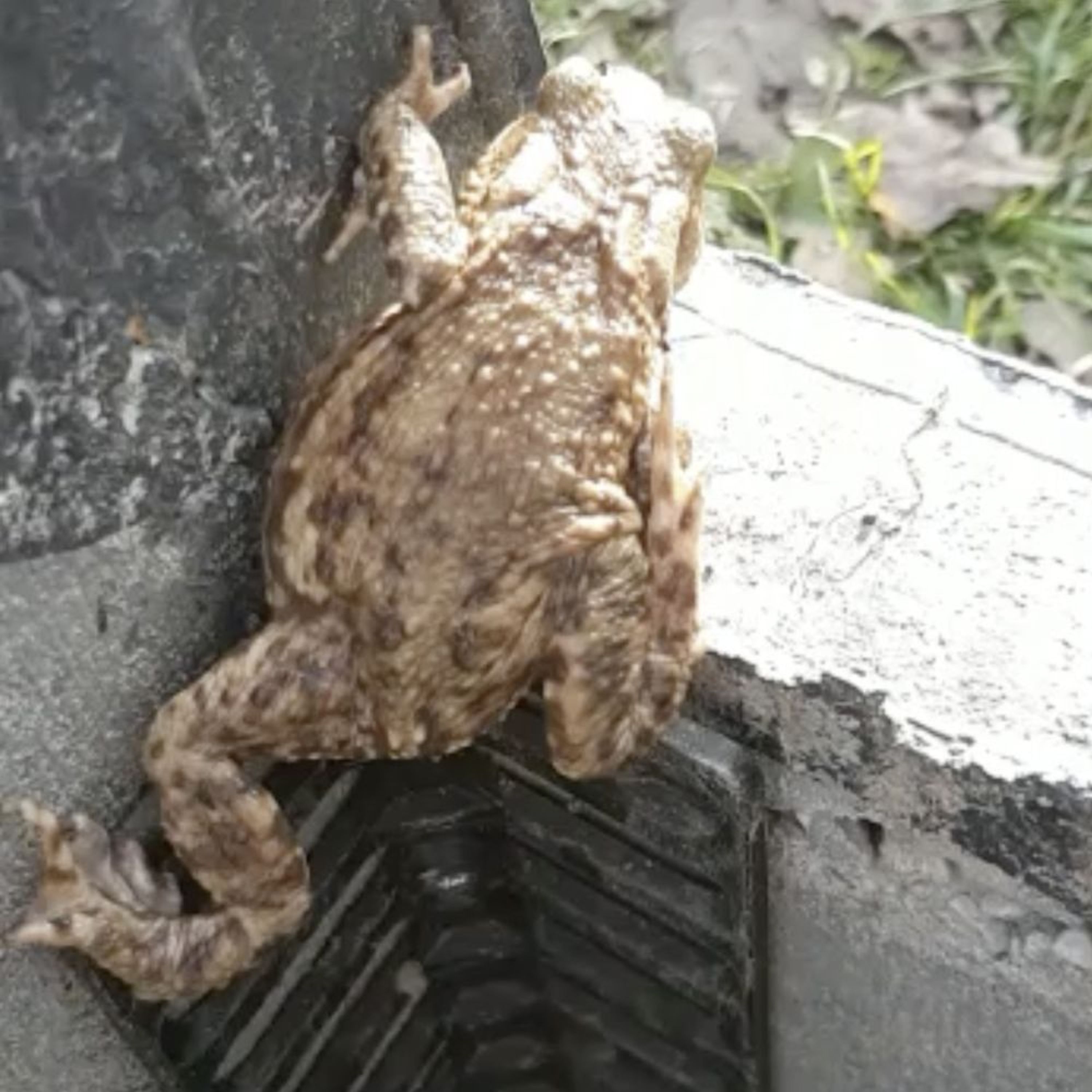 Meilleurs prix pour Escalier pour amphibiens | Accessoires Grenouilles | Accessoires Amphibiens | Installation Durable | Plastique recyclé | Vivara