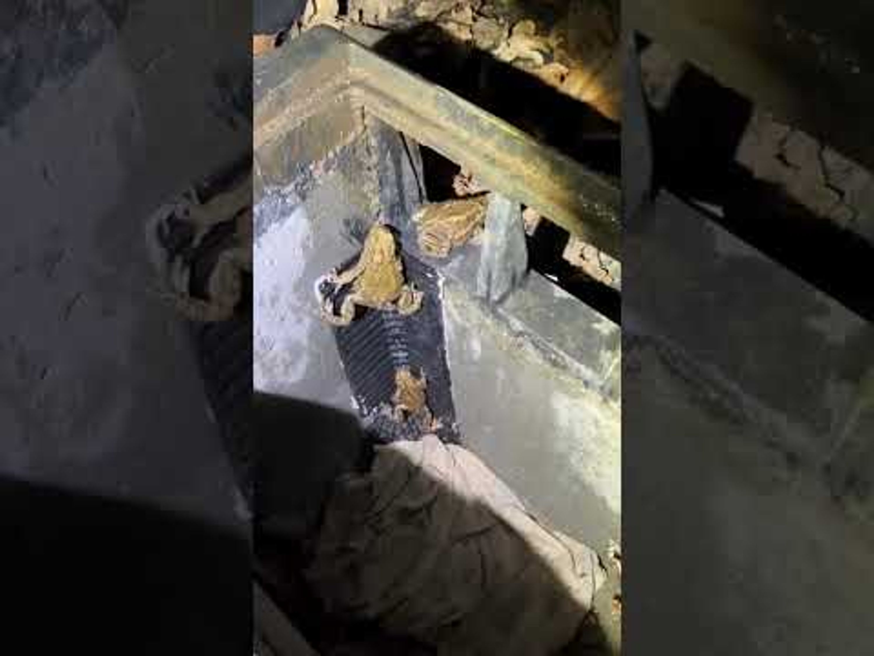 Frosch und Kroete Treppe | CJ Wildlife