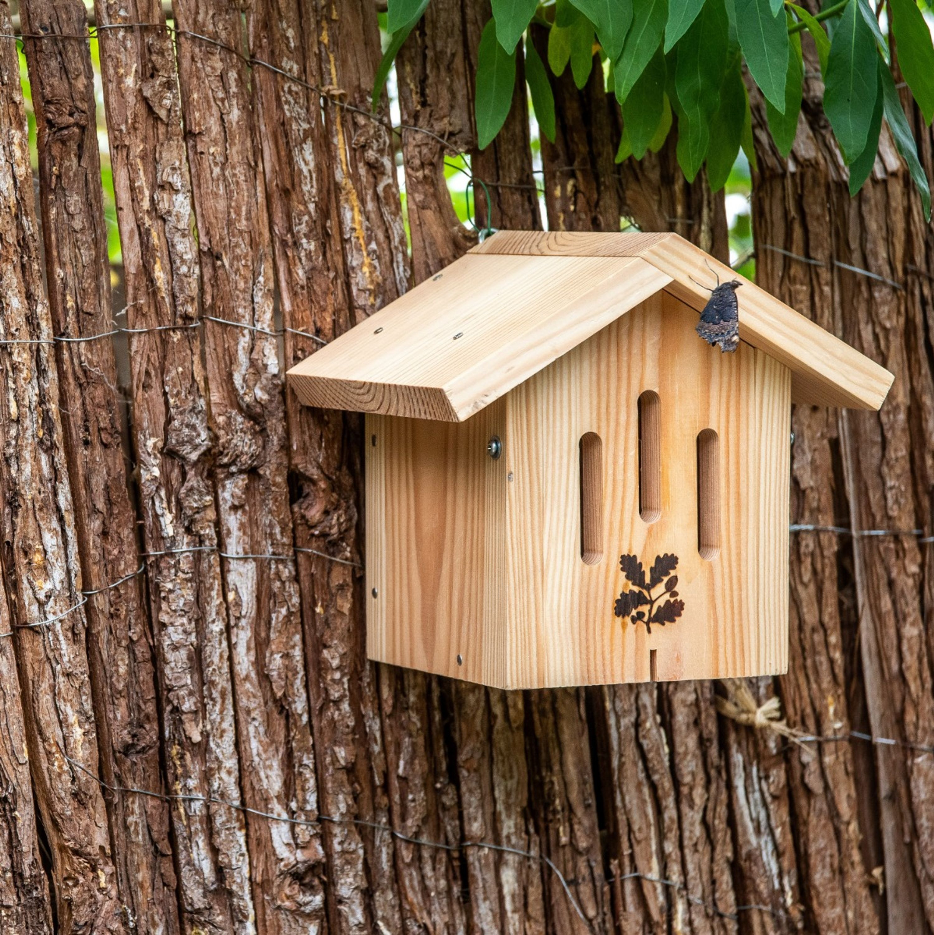 National Trust Kids DIY Butterfly House Dana