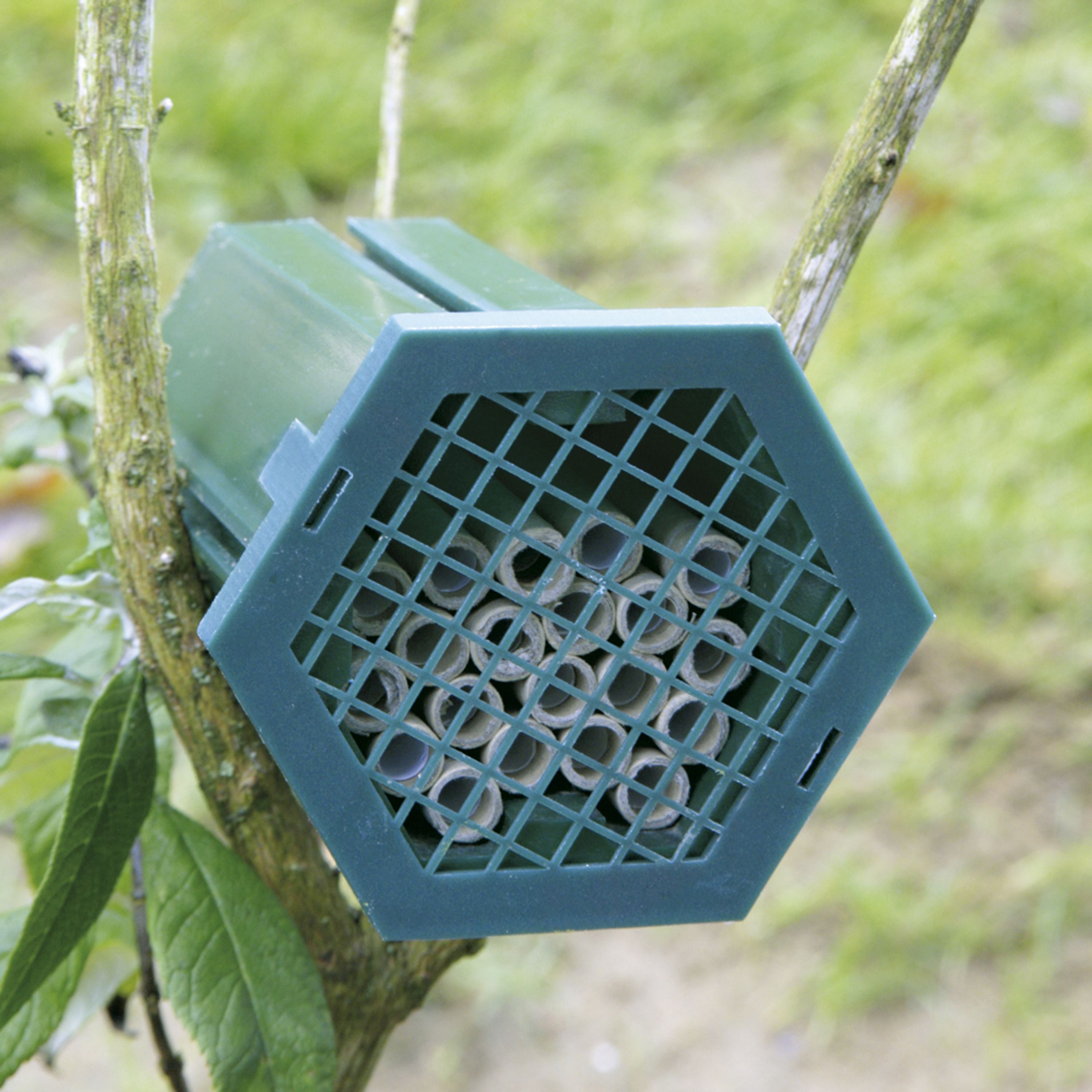 Nistkasten Solitärbiene | CJ Wildlife