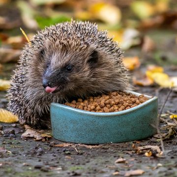 National Trust Vierno Hedgehog Bowl