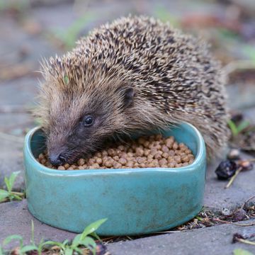 National Trust Vierno Hedgehog Bowl