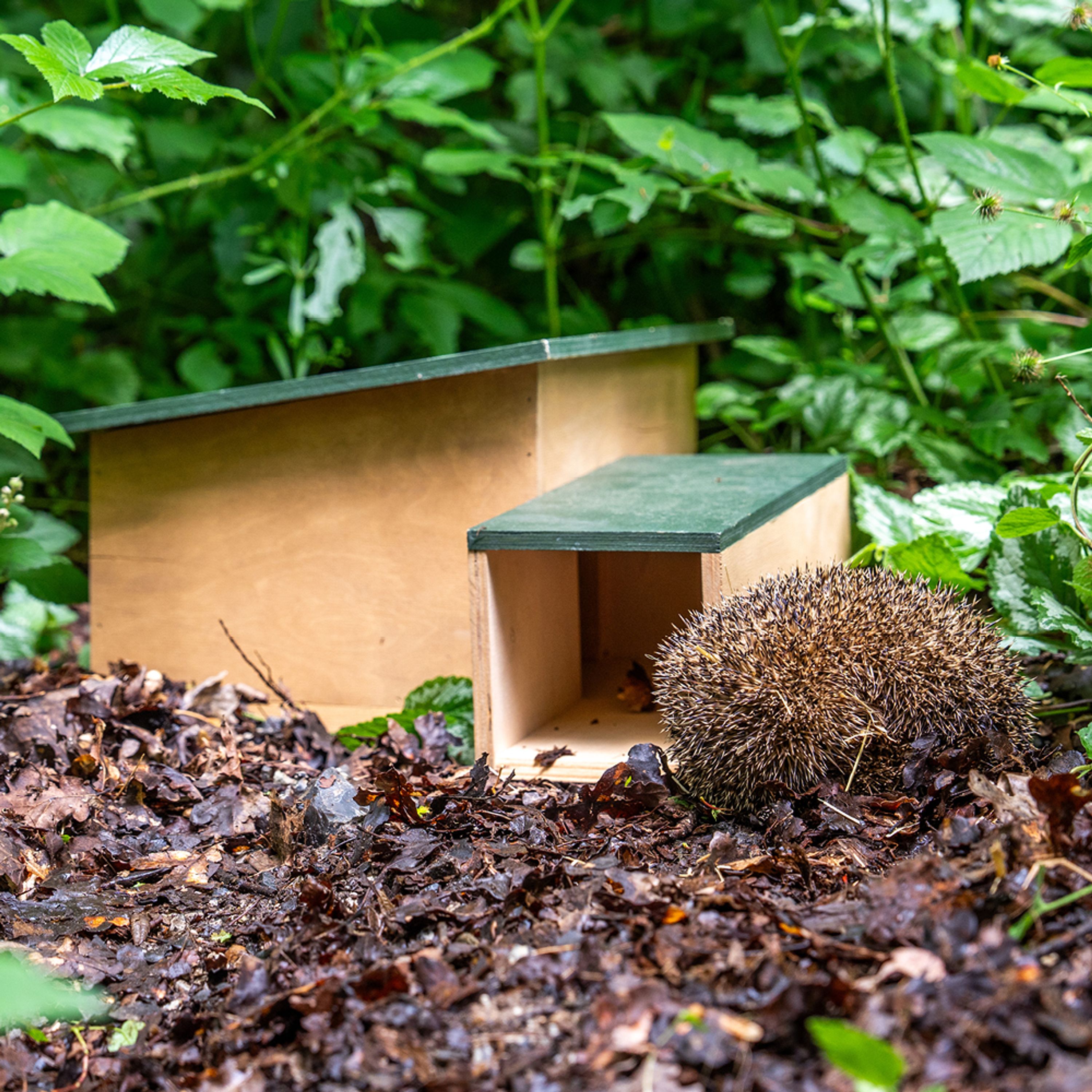 Meilleurs prix pour Abri pour hérisson | CJ Wildlife