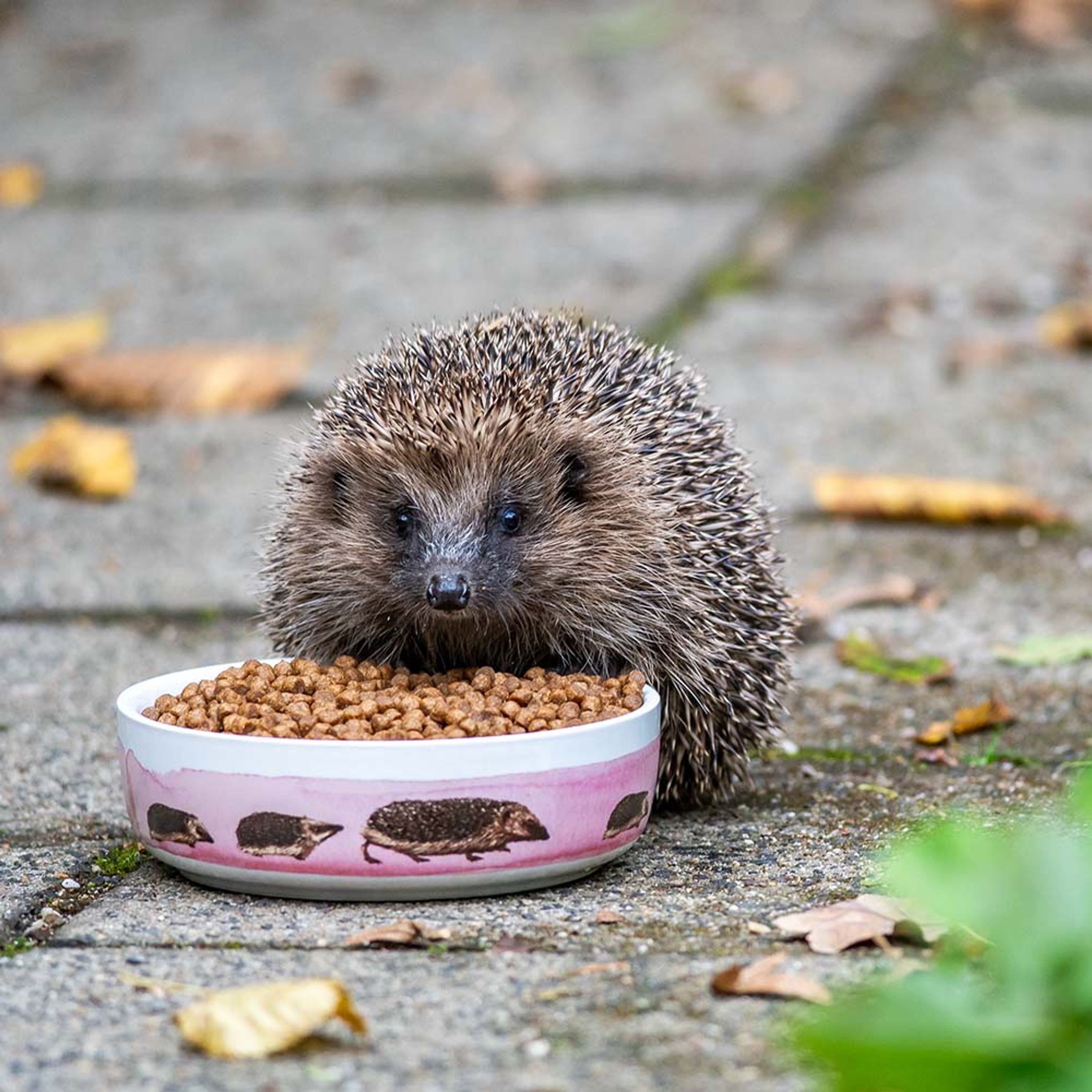 Starter-Set mit Premium-Igelfutter und Futterschale | Vivara