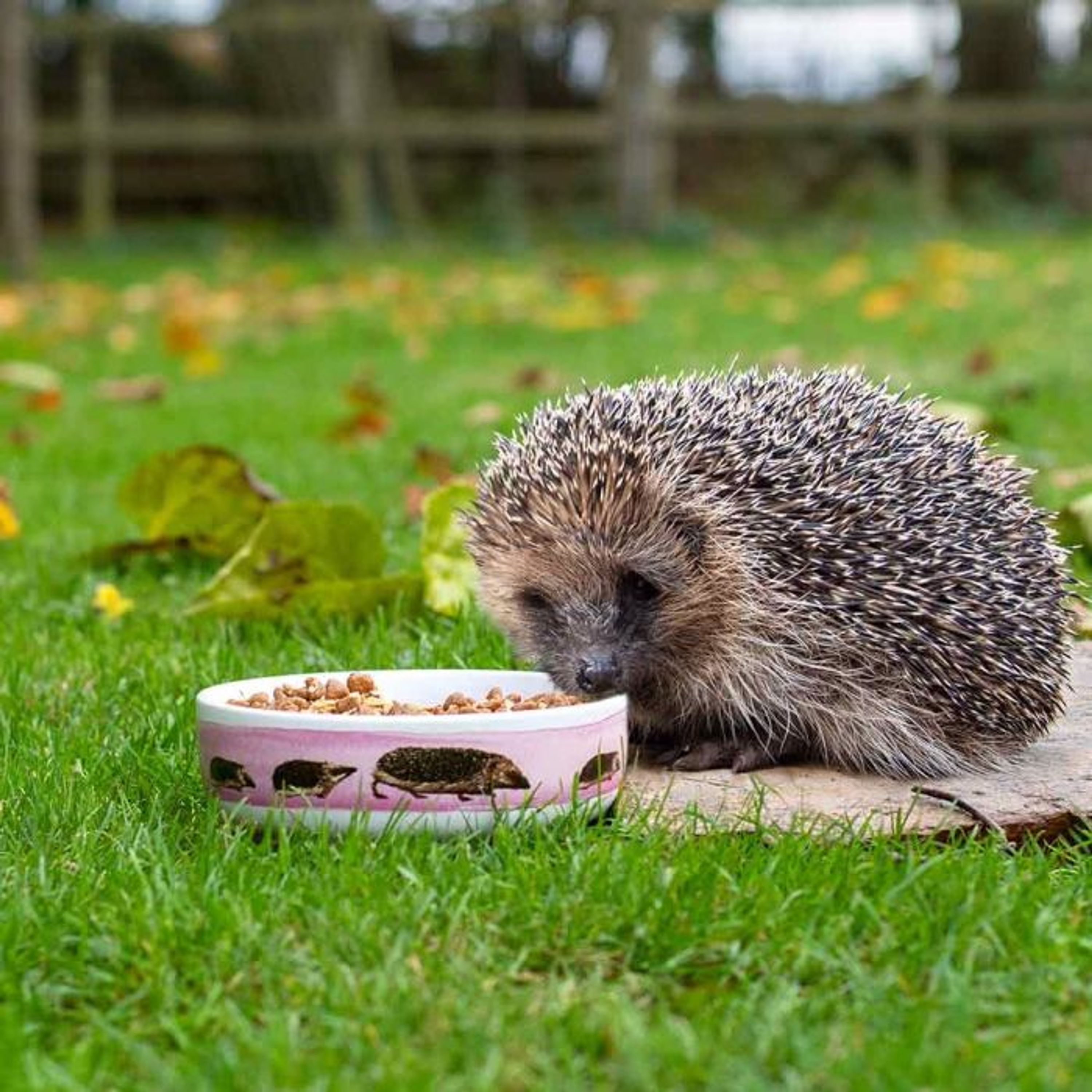 Starter-Set mit Premium-Igelfutter und Futterschale | Vivara