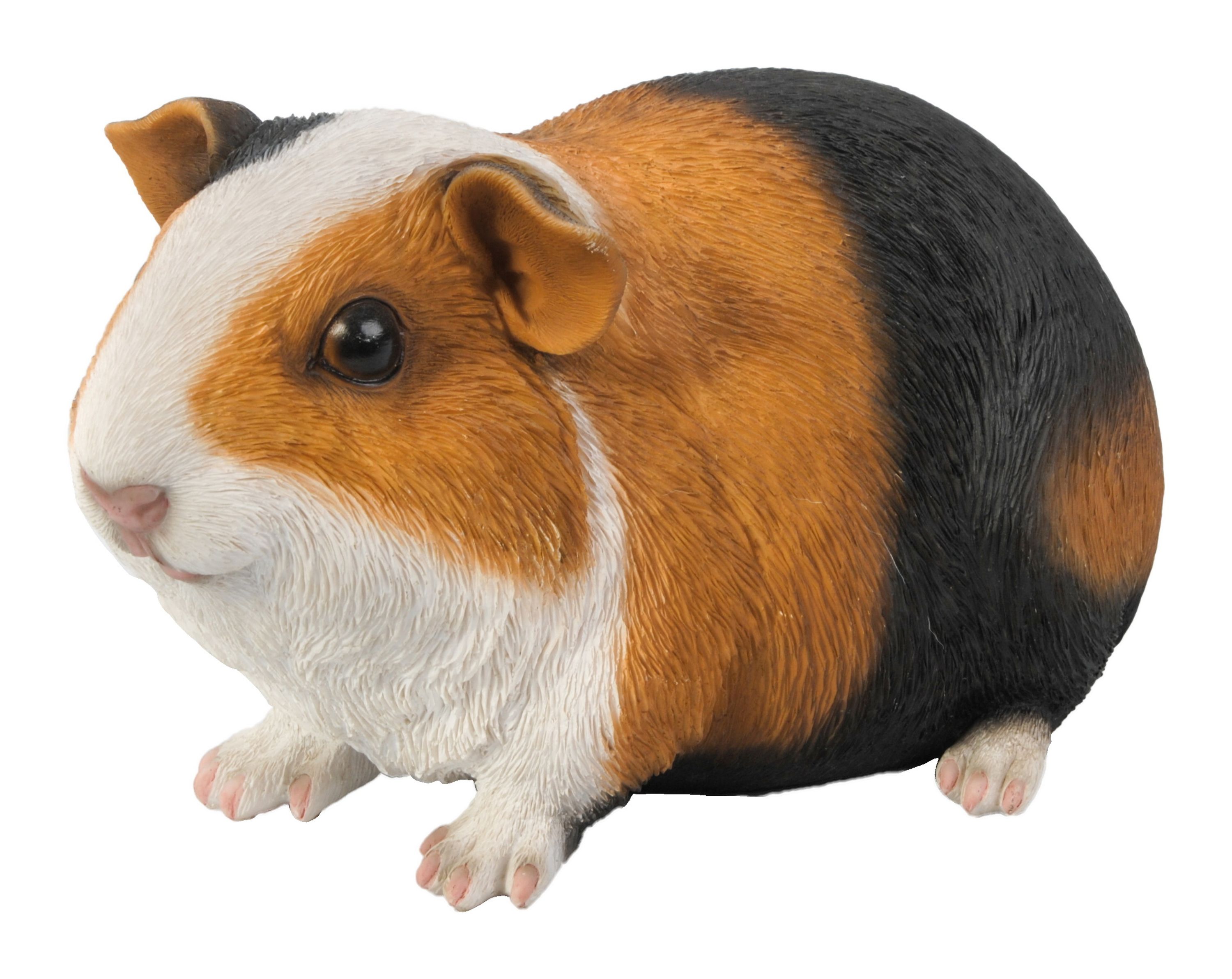 Comparer les prix de Cochon d'Inde style 3 (Polystone) | HotAnt