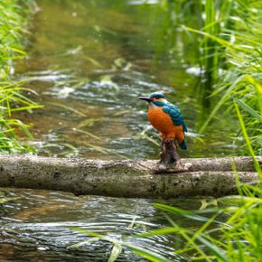 Eisvogel auf Stumpf (Polystone)