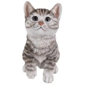 Grå kattunge (Polystone)