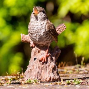 Zaunkönig auf Baumstumpf mit Ton