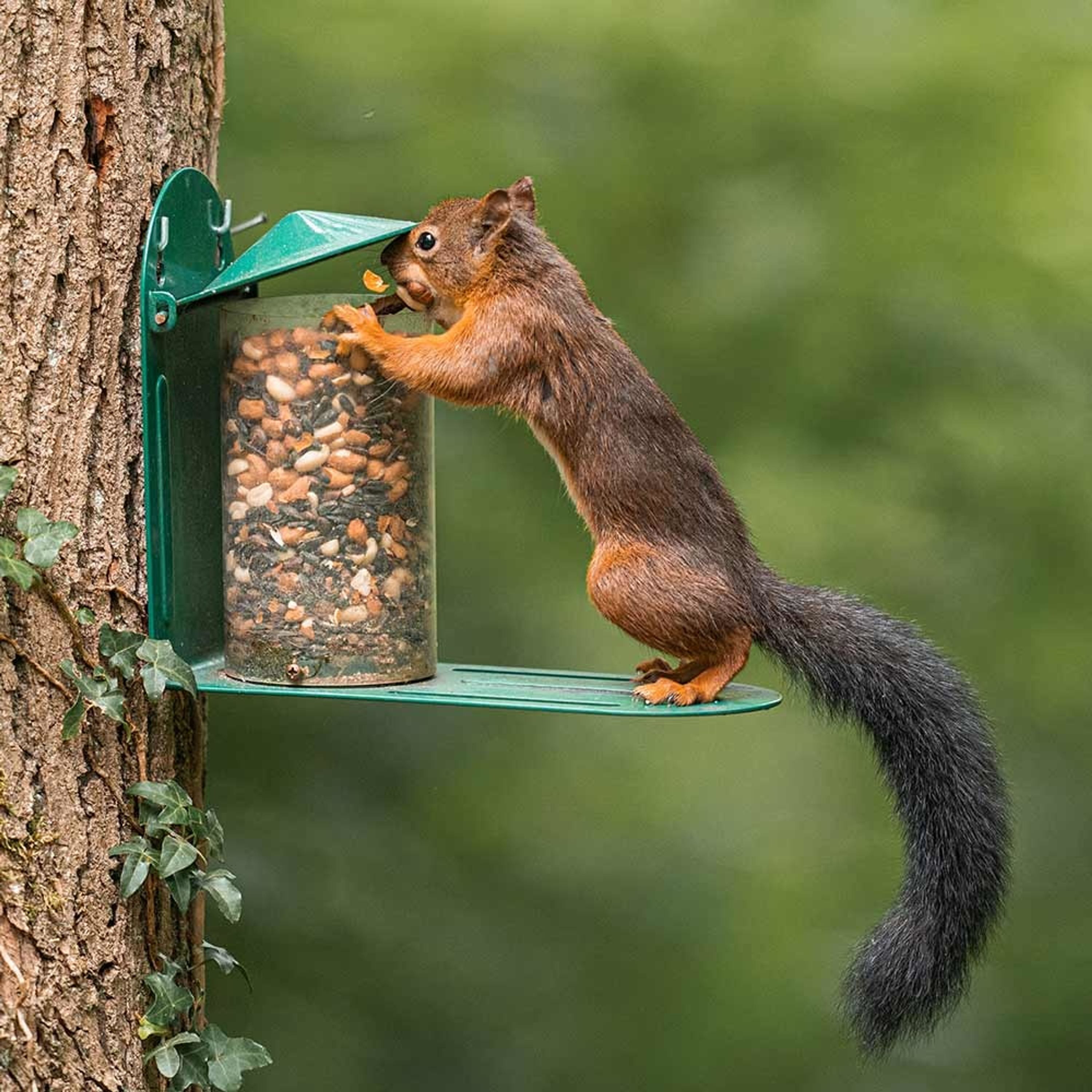 Eichhörnchen-Futterautomat rund | CJ Wildlife