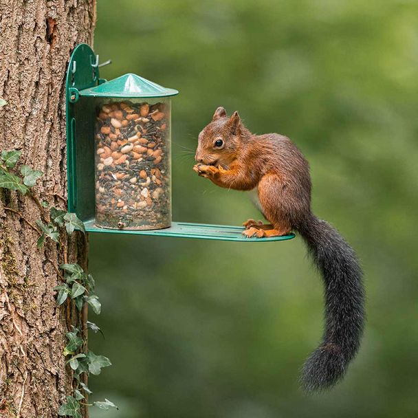 Metal Squirrel Feeder