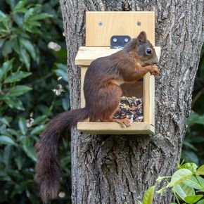 National Trust Squirrel Feeder